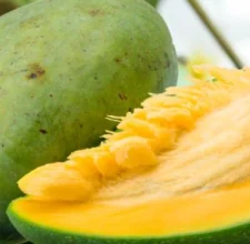 African mango (Irvingia) used in the Glyco Harmony formula