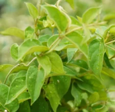Gymnema, a leafy botanical in the Glyco Harmony formula