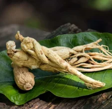 Panax ginseng used in the Glyco Harmony formula